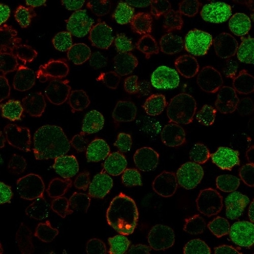 BCL10 Antibody in Immunocytochemistry (ICC/IF)