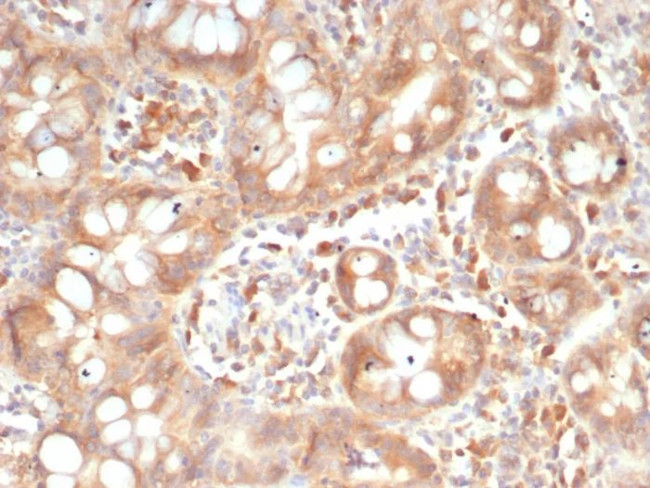 SIGLEC10 Antibody in Immunohistochemistry (Paraffin) (IHC (P))