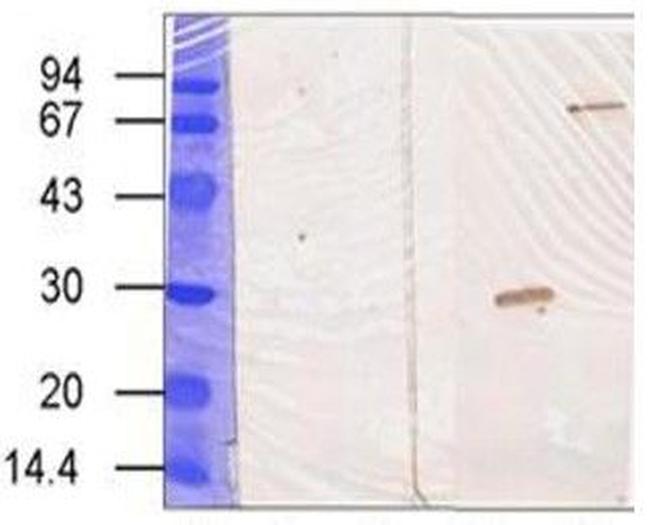 Transglutaminase-3 (TG3) Antibody in Western Blot (WB)