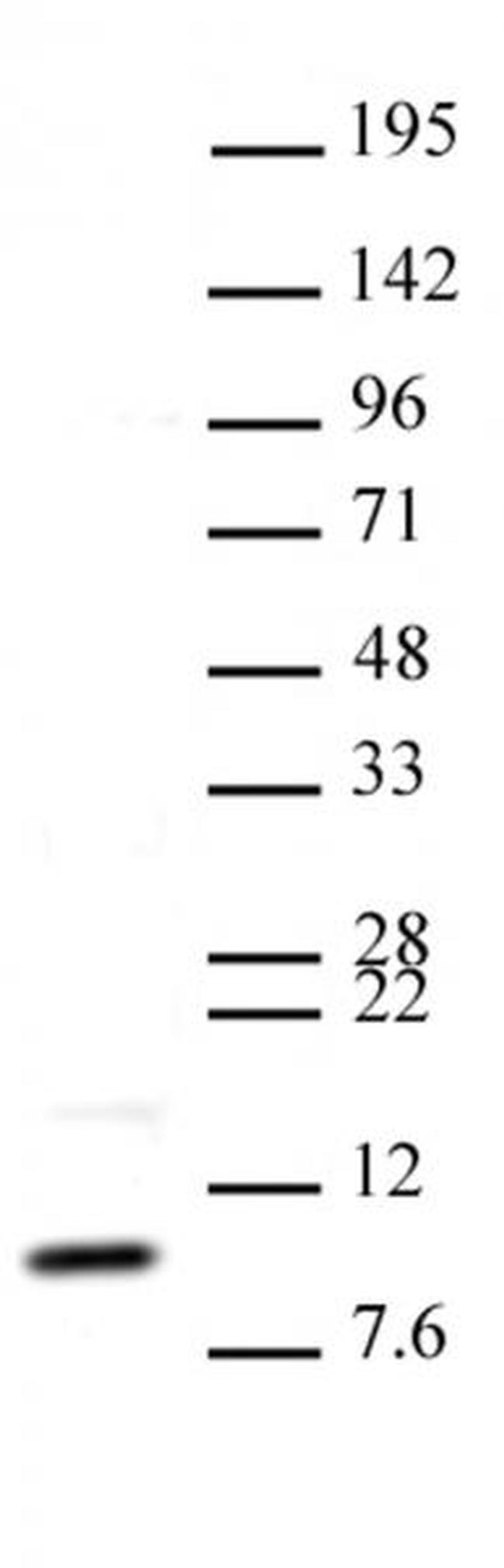 Histone H4K20me3 Antibody in Western Blot (WB)