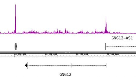 Histone H3K56ac Antibody in ChIP-Sequencing (ChIP-Seq)