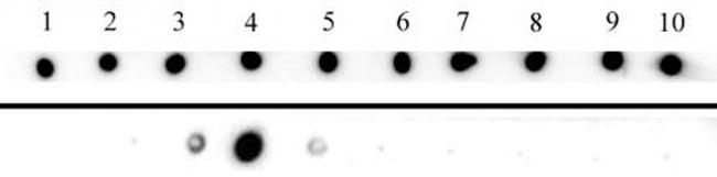 Histone H3K27me3 Antibody in Dot Blot (DB)