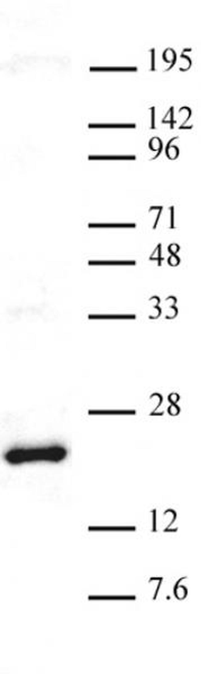 Histone H3K27me3 Antibody in Western Blot (WB)