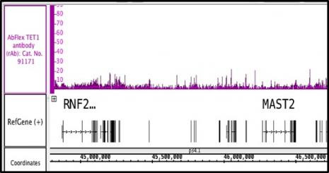 TET1 Antibody in ChIP-Sequencing (ChIP-Seq)