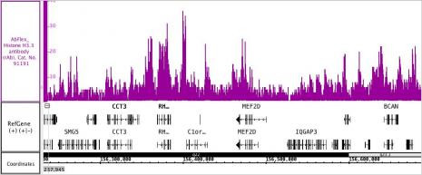 Histone H3.3 Antibody in ChIP-Sequencing (ChIP-Seq)