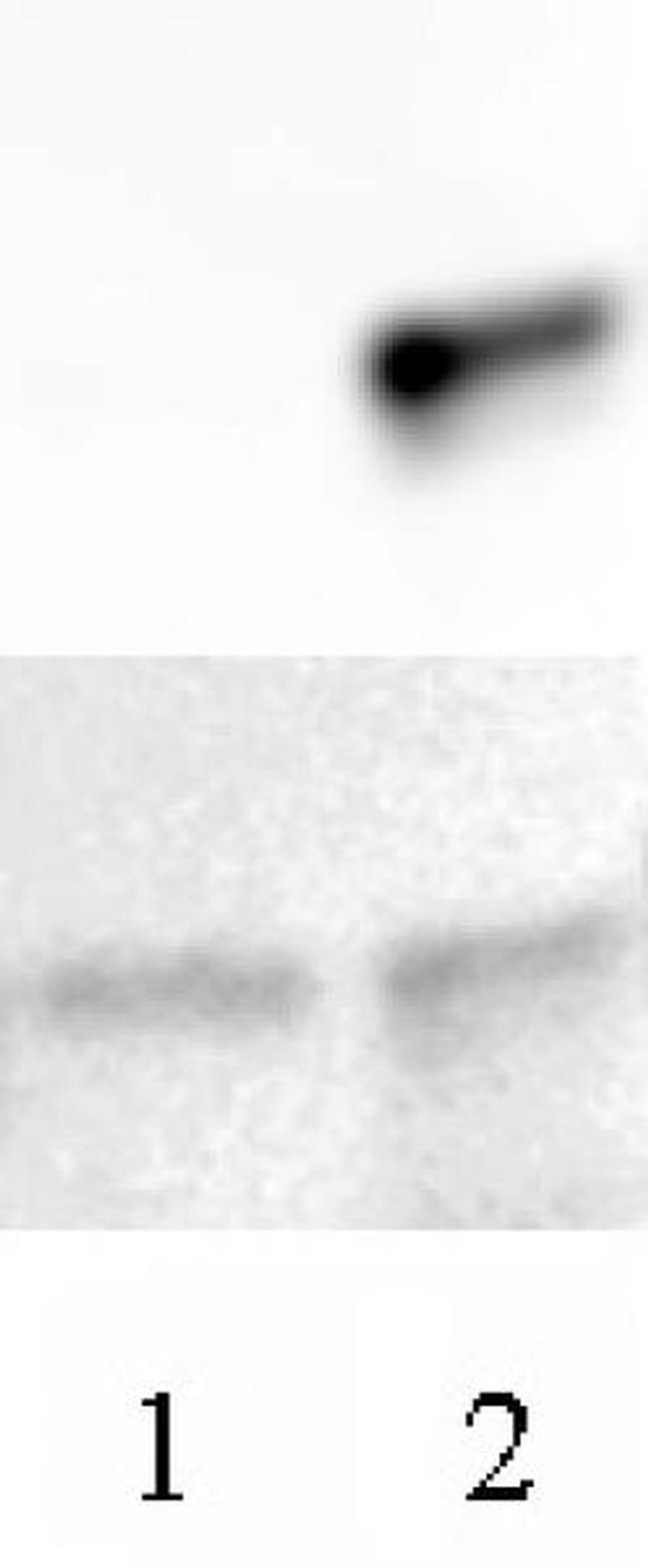 Histone H3.3 Antibody in Western Blot (WB)