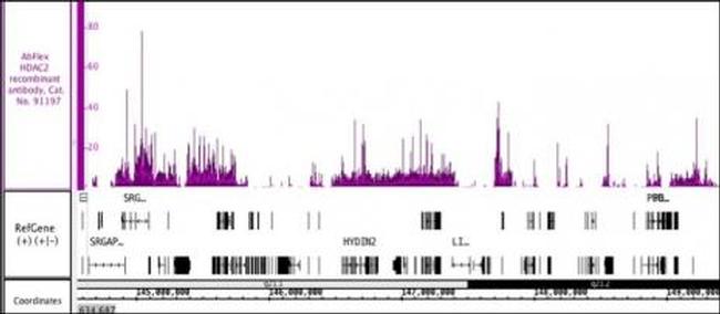 HDAC2 Antibody in Western Blot (WB)