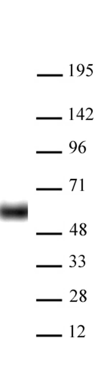 HDAC2 Antibody in Western Blot (WB)