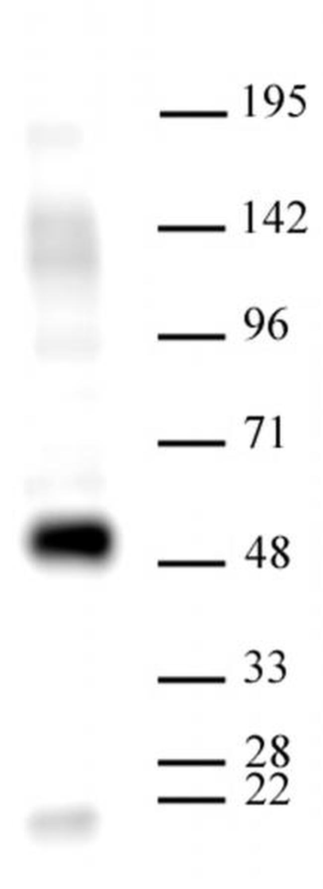 HDAC3 Antibody in Western Blot (WB)