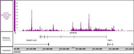 MITF Antibody in ChIP-Sequencing (ChIP-Seq)