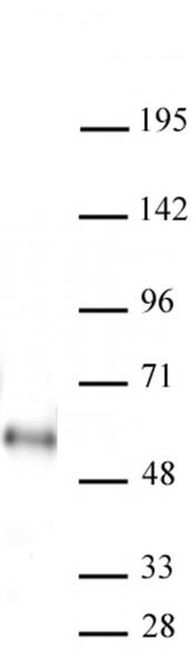 MAZ Antibody in Western Blot (WB)