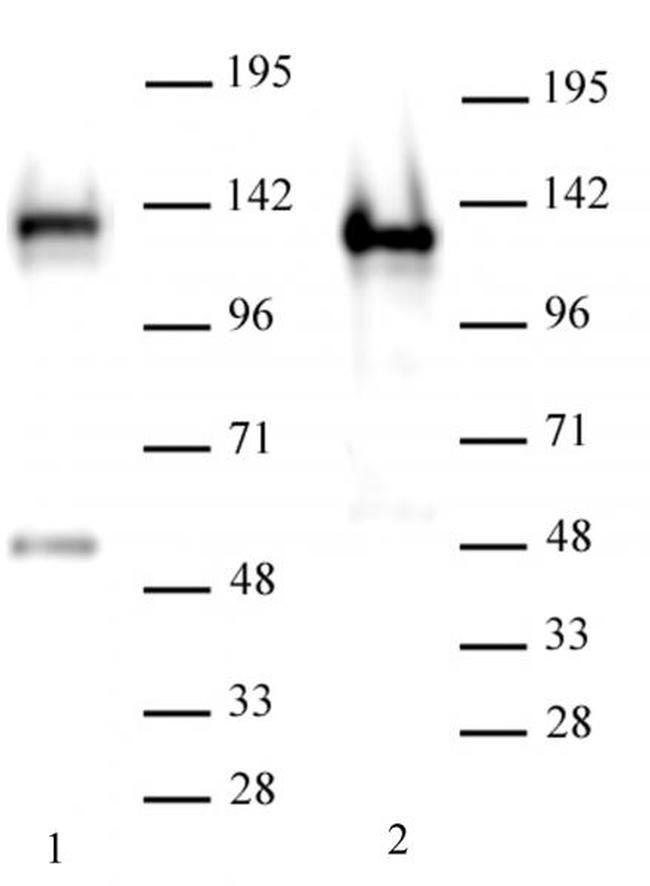 SMARCA1 / SNF2L1 Antibody in Western Blot (WB)