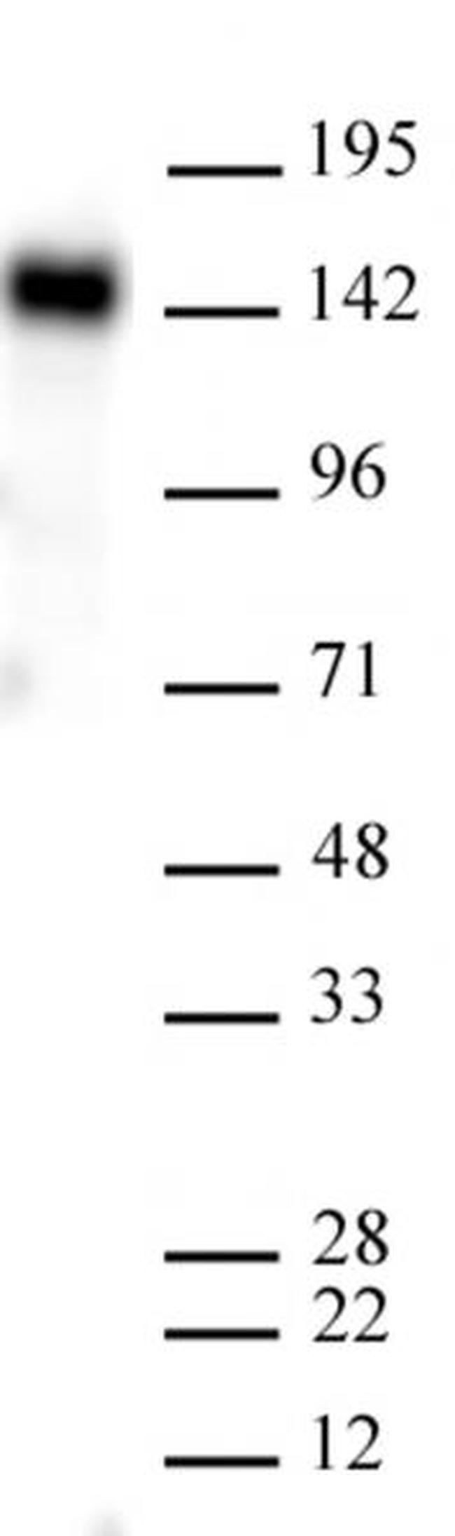 EHMT2 (G9a) Antibody in Western Blot (WB)