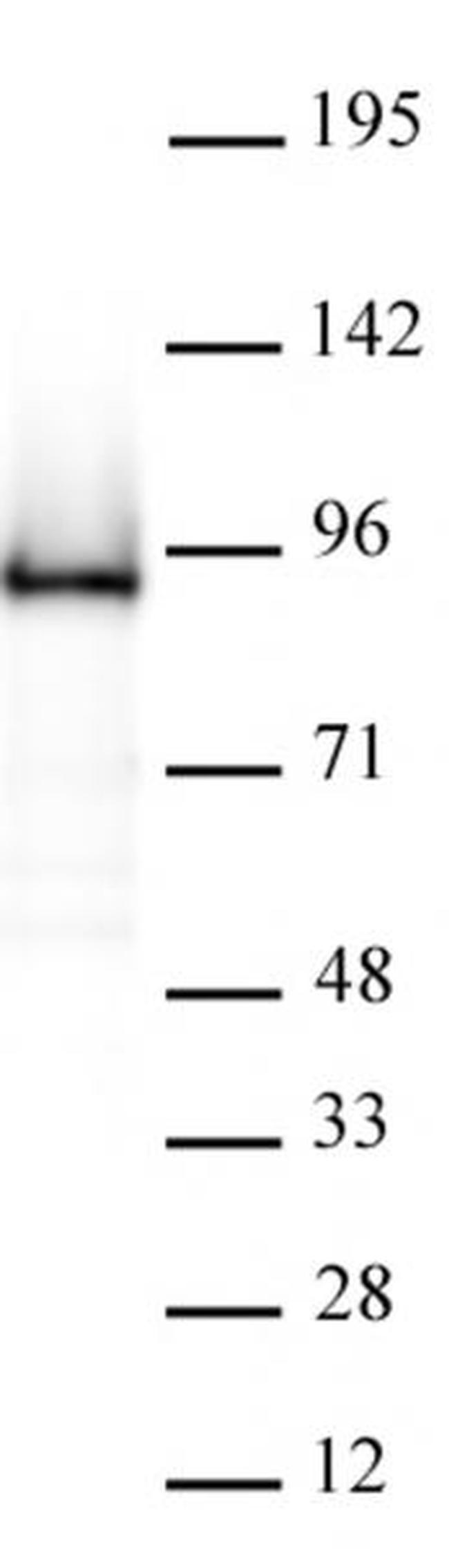 Rad21 Antibody in Western Blot (WB)