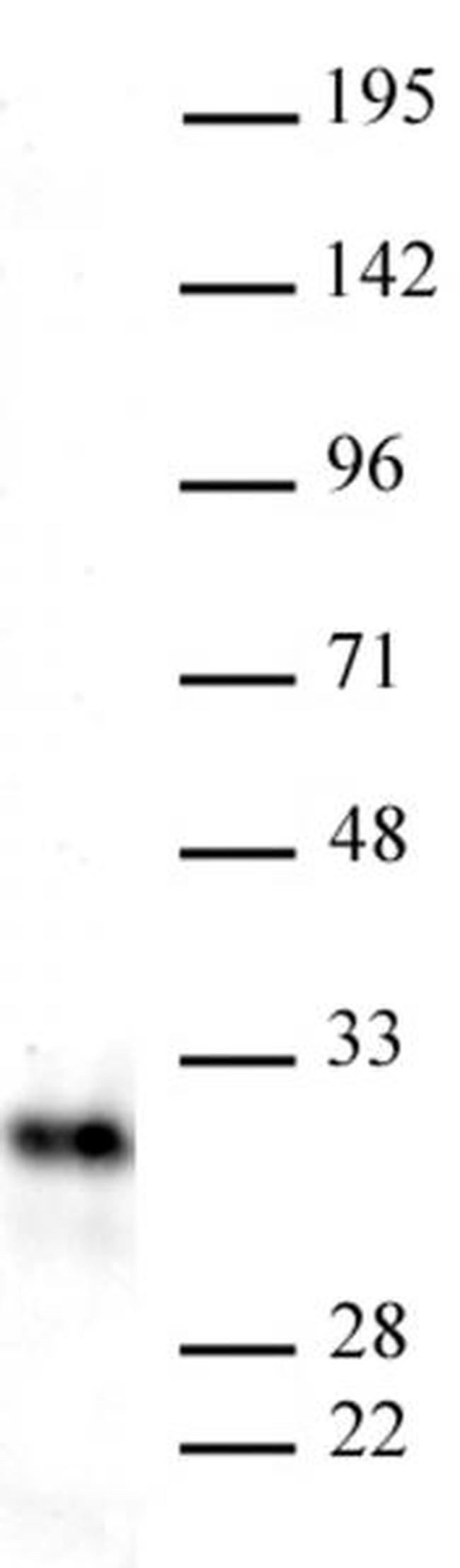 Snail Antibody in Western Blot (WB)