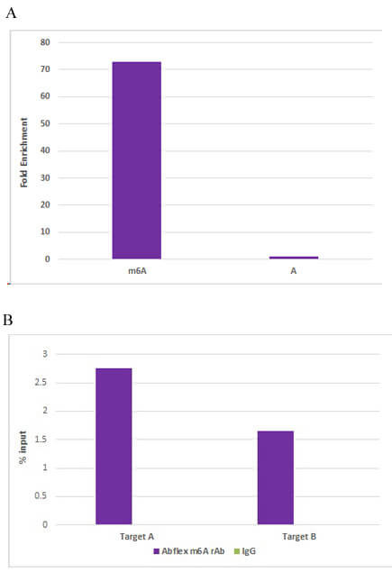 N6-Methyladenosine (m6A) Antibody in Immunoprecipitation (IP)