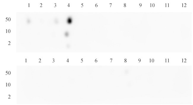 Histone H3K4me3 Antibody in Peptide array (ARRAY)