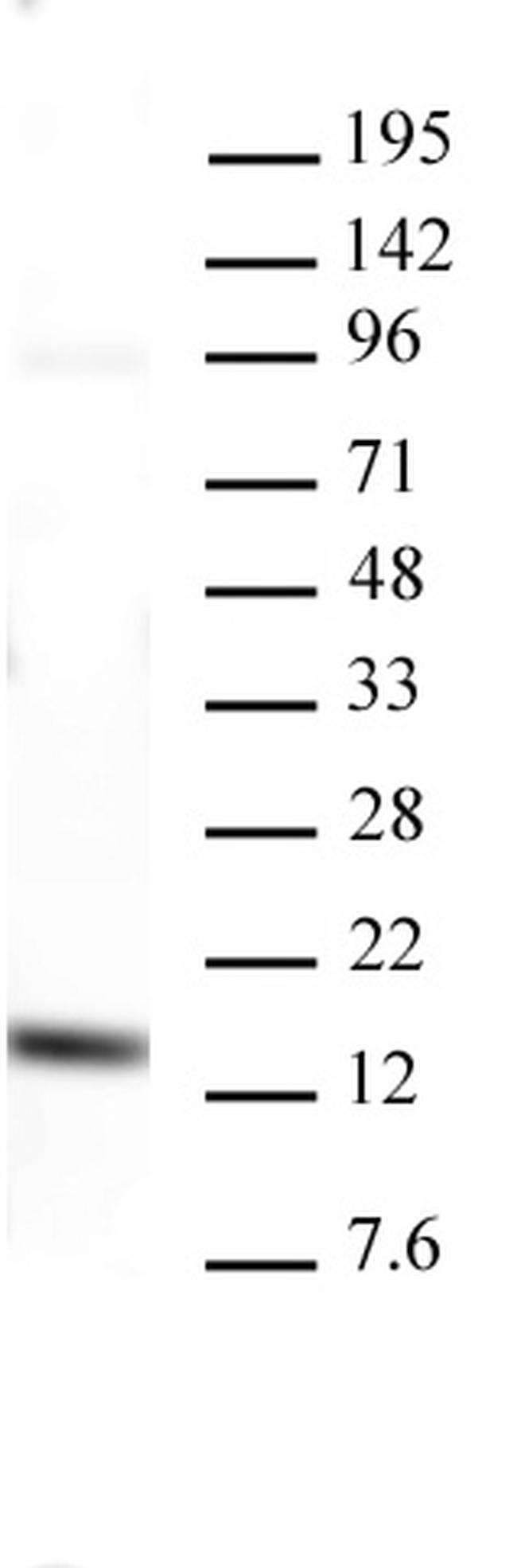 Histone H3K4me3 Antibody in Western Blot (WB)