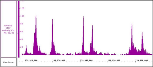 CTCF Antibody in ChIP-Sequencing (Chip-Seq)