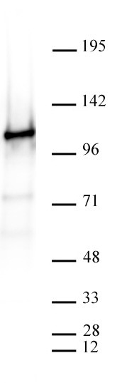 CTCF Antibody in Western Blot (WB)