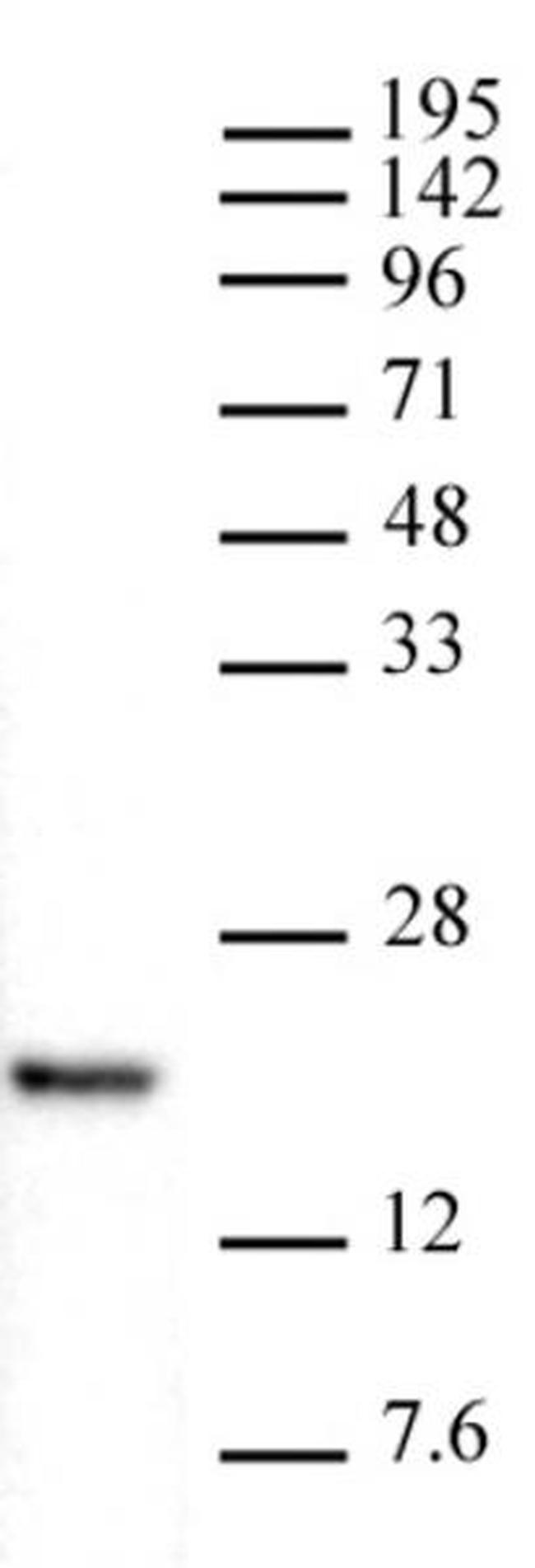 Histone H3K4me1 Antibody in Western Blot (WB)