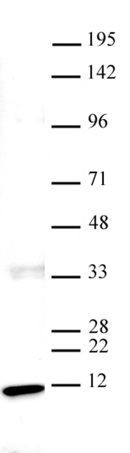 Histone H4 Antibody in Western Blot (WB)