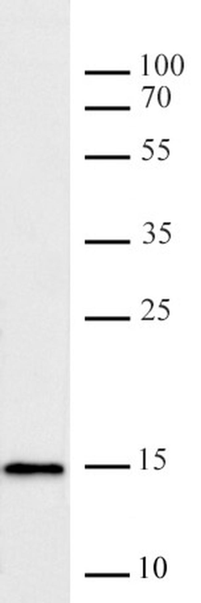 Histone H3K9me2 Antibody in Western Blot (WB)