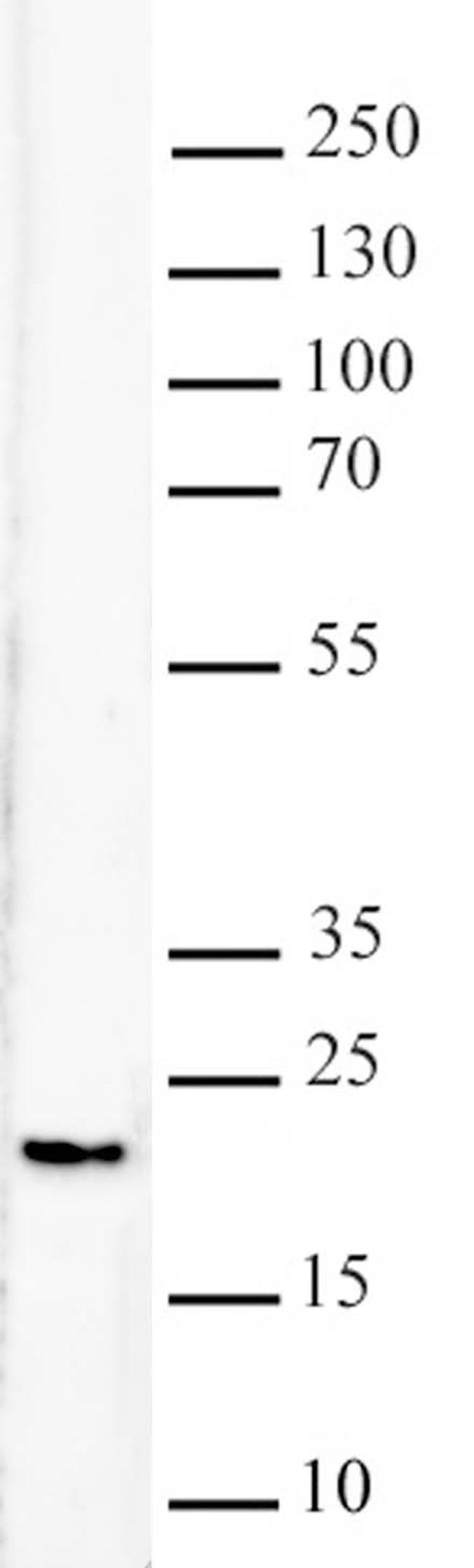 Histone H3K79me2 Antibody in Western Blot (WB)