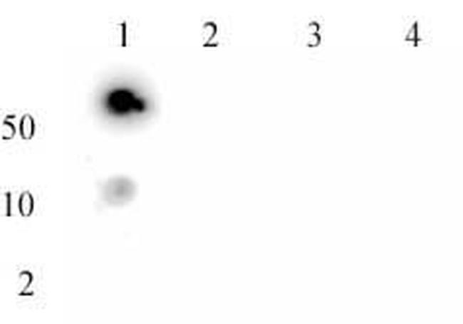 Histone H3K27me3 Antibody in Dot Blot (DB)