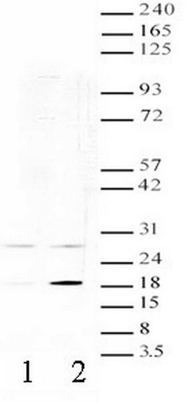 H3ac pan-acetyl (K9,K14,K18,K23,K27) Antibody in Western Blot (WB)