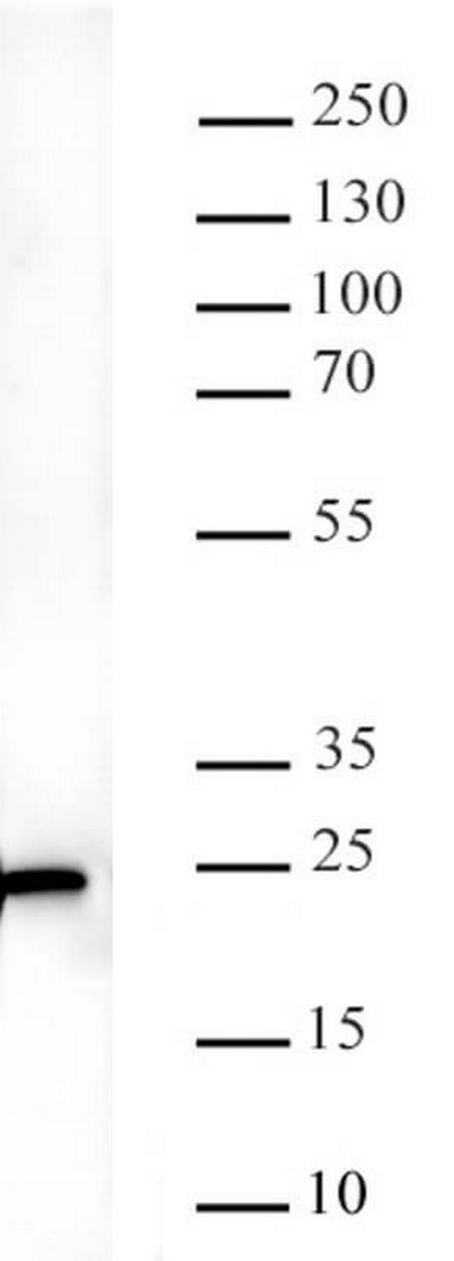 K-Ras Antibody in Western Blot (WB)