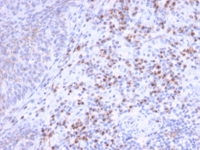 RCAS1/Estrogen Receptor Binding Site Associated, Antigen 9 Antibody in Immunohistochemistry (Paraffin) (IHC (P))