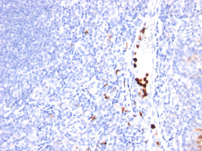 Myeloid-Associated Differentiation Marker (MYADM) Antibody in Immunohistochemistry (Paraffin) (IHC (P))