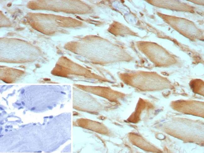 ZNF804A Antibody in Immunohistochemistry (Paraffin) (IHC (P))