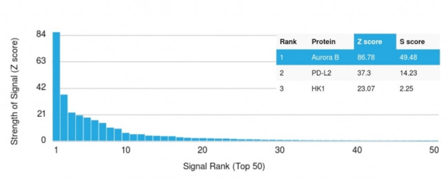 Aurora B Antibody in Peptide array (ARRAY)