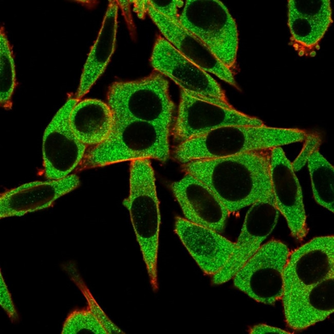 RPS6KA5/MSK1 Antibody in Immunocytochemistry (ICC/IF)