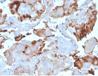 L-PLUNC Antibody in Immunohistochemistry (Paraffin) (IHC (P))