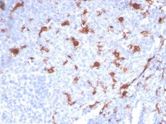 L-PLUNC Antibody in Immunohistochemistry (Paraffin) (IHC (P))