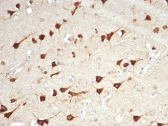 L-PLUNC Antibody in Immunohistochemistry (Paraffin) (IHC (P))