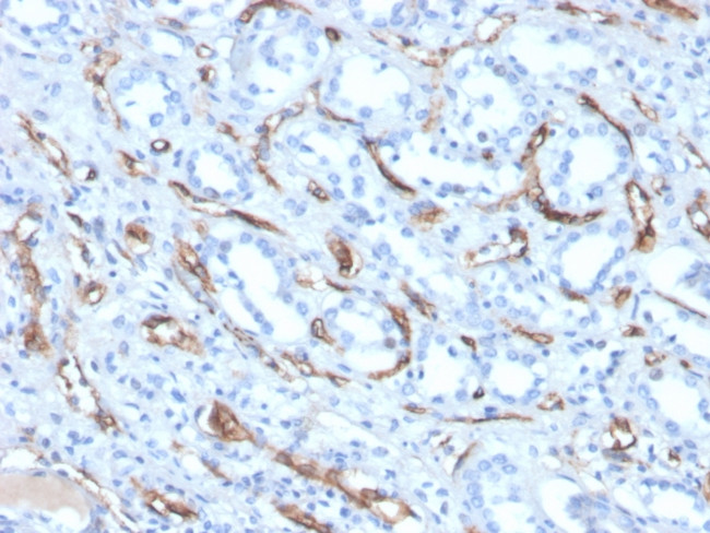 Adiponectin (Marker of Obesity) Antibody in Immunohistochemistry (Paraffin) (IHC (P))