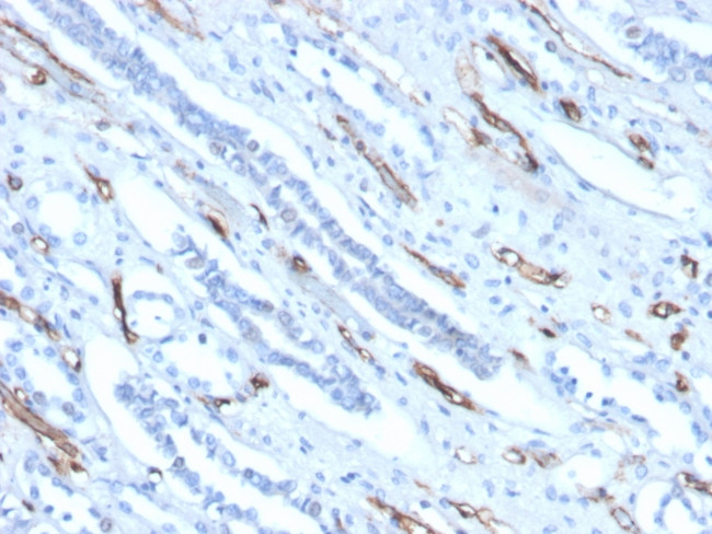 Adiponectin (Marker of Obesity) Antibody in Immunohistochemistry (Paraffin) (IHC (P))