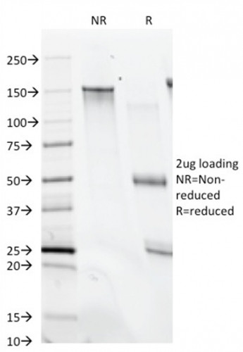 CD28 Antibody in SDS-PAGE (SDS-PAGE)
