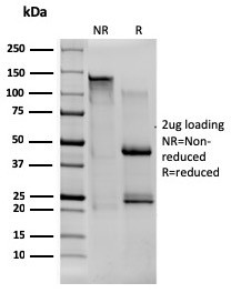 CD80 (B7-1) Antibody in SDS-PAGE (SDS-PAGE)