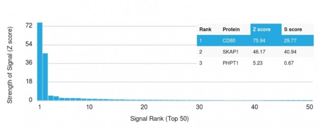 CD80 (B7-1) Antibody in Peptide array (ARRAY)