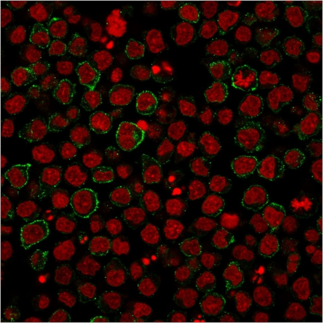 CD86 (Dendritic Cells Maturation Marker) Antibody in Immunocytochemistry (ICC/IF)