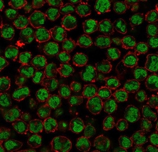 QKI/Protein Quaking Antibody in Immunocytochemistry (ICC/IF)