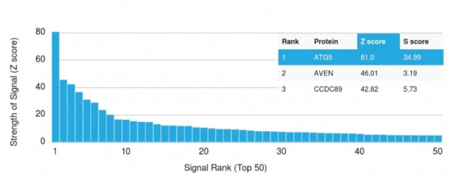 ATG5 Antibody in Peptide array (ARRAY)