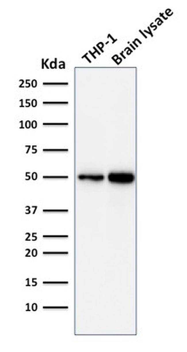 ATG5 Antibody in Western Blot (WB)