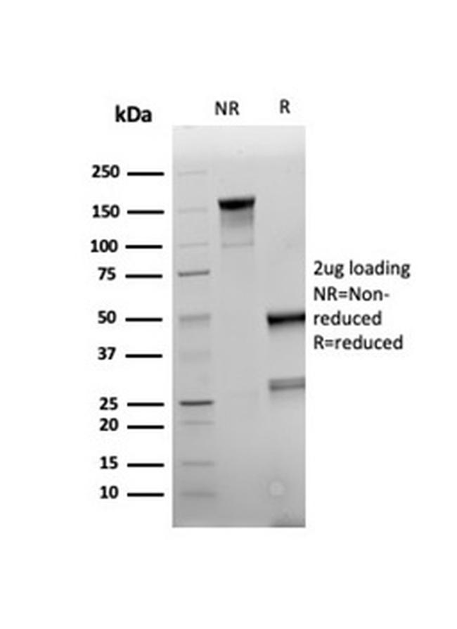 Napsin A Antibody in SDS-PAGE (SDS-PAGE)