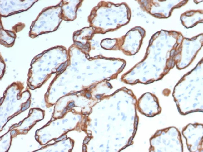 CD40/TNFRSF5/CD40L-Receptor Antibody in Immunohistochemistry (Paraffin) (IHC (P))